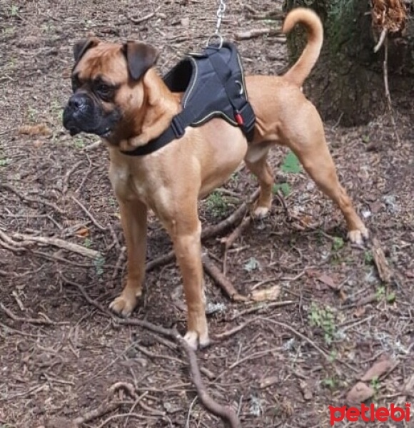Boxer, Köpek  Reis fotoğrafı