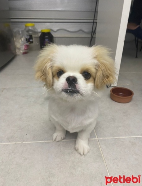 Pekingese, Köpek  Bulut fotoğrafı
