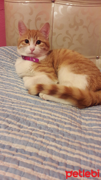 Tekir Kedi, Kedi  Sherlock fotoğrafı