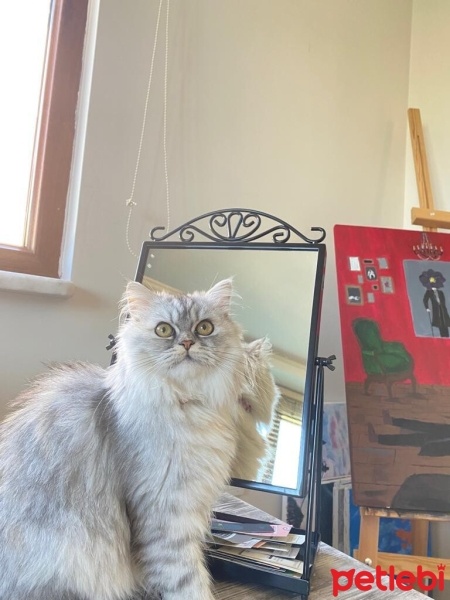 Chinchilla, Kedi  Salep fotoğrafı