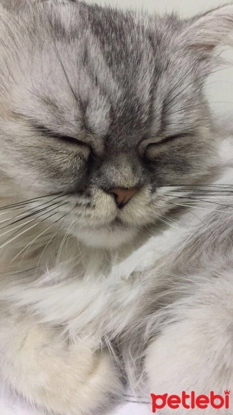 Chinchilla, Kedi  Salep fotoğrafı