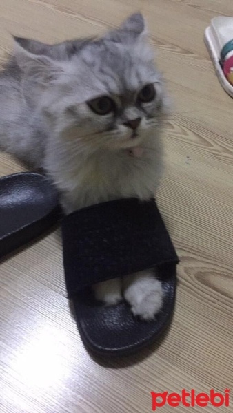 Chinchilla, Kedi  Salep fotoğrafı