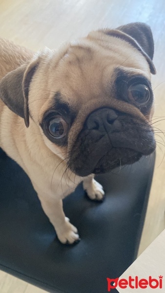 Pug, Köpek  Tobby fotoğrafı
