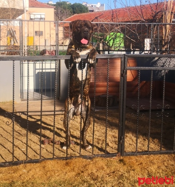 Cane Corso Italiano, Köpek  Badi fotoğrafı