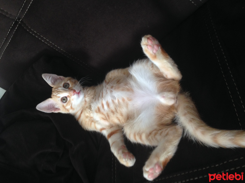 Tekir Kedi, Kedi  Paşa fotoğrafı