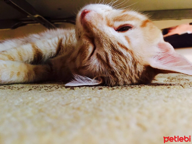 Tekir Kedi, Kedi  Paşa fotoğrafı