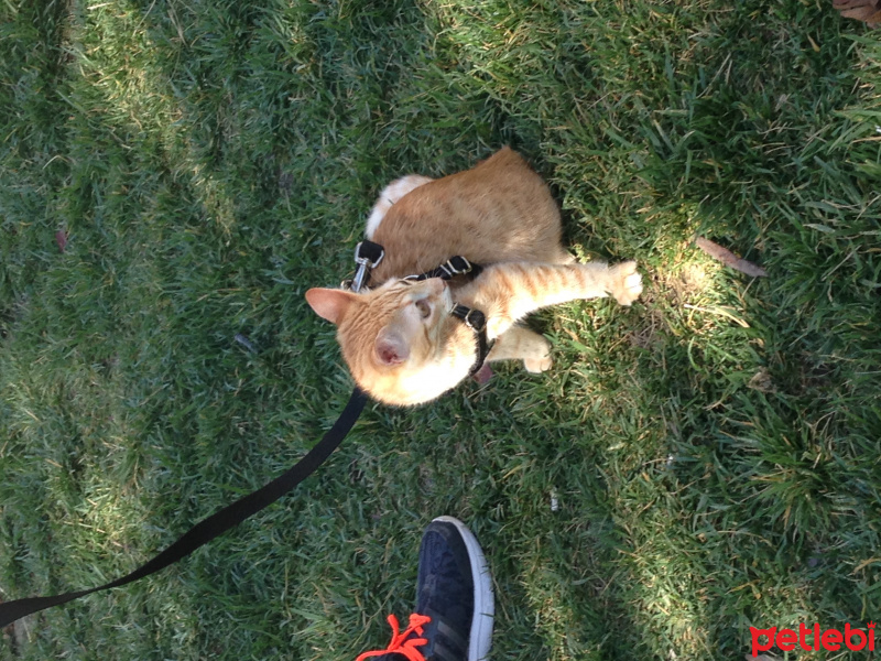 Tekir Kedi, Kedi  Paşa fotoğrafı