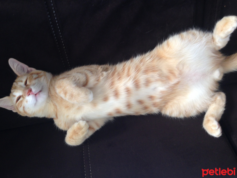 Tekir Kedi, Kedi  Paşa fotoğrafı