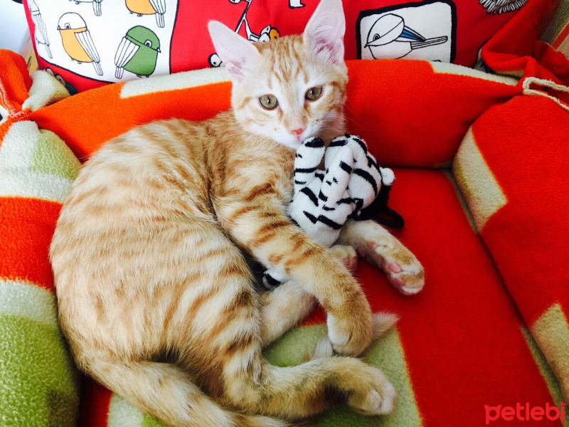 Tekir Kedi, Kedi  Paşa fotoğrafı