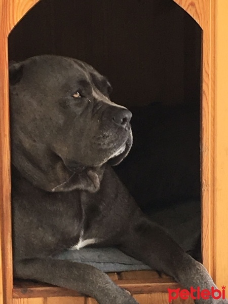 Cane Corso Italiano, Köpek  Gia fotoğrafı