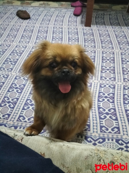Pekingese, Köpek  Gofret fotoğrafı