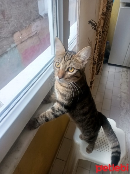 Tekir Kedi, Kedi  Şila fotoğrafı