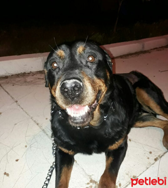 Rottweiler, Köpek  Liza fotoğrafı