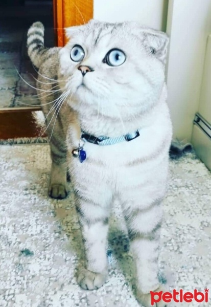 Scottish Fold, Kedi  Leo fotoğrafı