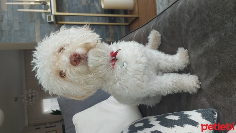 Maltese, Köpek  Pablo fotoğrafı