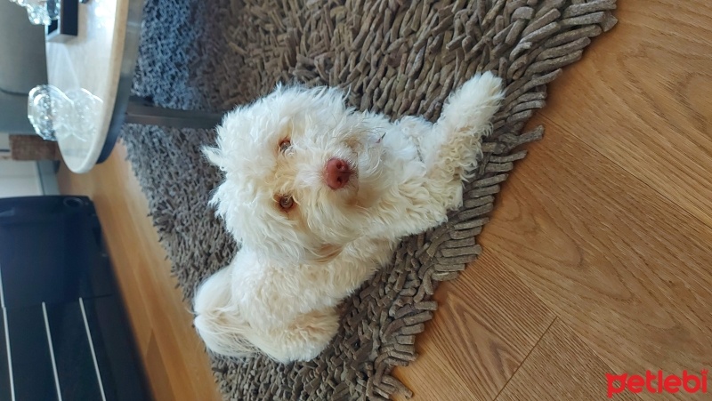 Maltese, Köpek  Pablo fotoğrafı