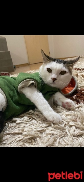Soke, Kedi  Latte fotoğrafı
