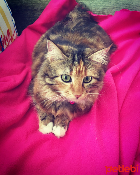 Tekir Kedi, Kedi  turta fotoğrafı