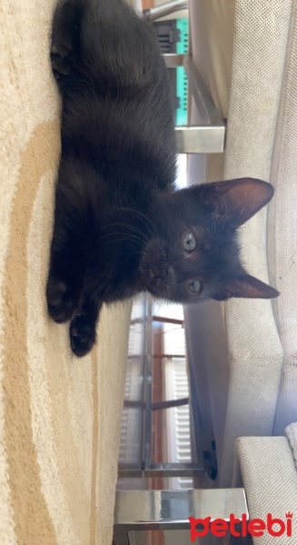 Tekir Kedi, Kedi  Gece fotoğrafı
