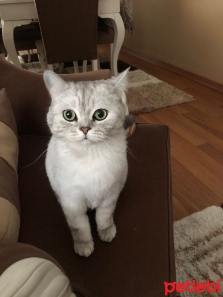 Chinchilla, Kedi  Pamuk fotoğrafı