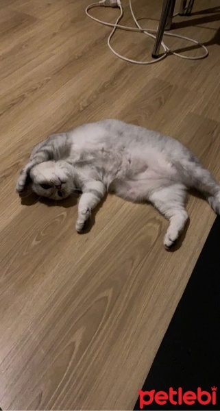 Chinchilla, Kedi  Pamuk fotoğrafı