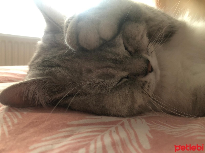 Chinchilla, Kedi  Pamuk fotoğrafı