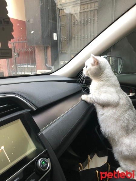 Chinchilla, Kedi  Pamuk fotoğrafı
