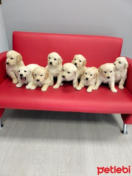 Golden Retriever, Köpek  İSİMSİZ KAHRAMANLAR fotoğrafı