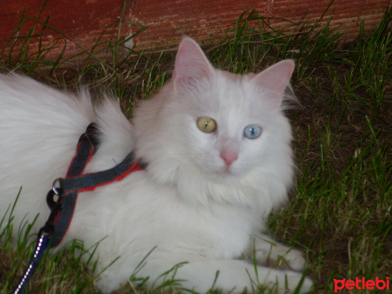 Ankara Kedisi, Kedi  Pamuk fotoğrafı