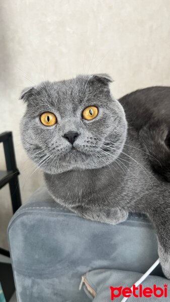 Scottish Fold, Kedi  Bubble ❤️ fotoğrafı