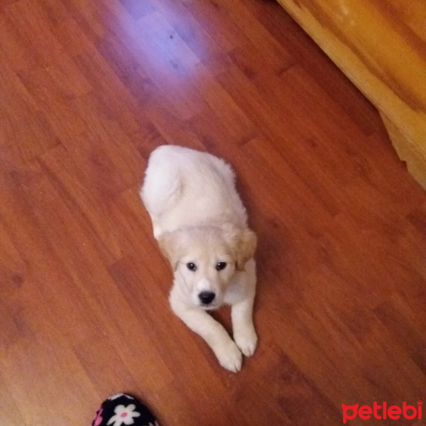 Golden Retriever, Köpek  Seker fotoğrafı