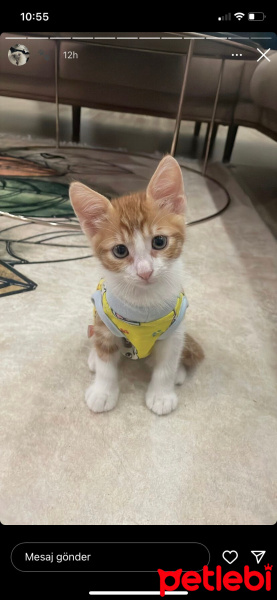 Sarman, Kedi  Susam fotoğrafı
