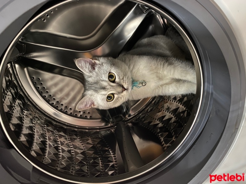 British Shorthair, Kedi  Çakıl fotoğrafı