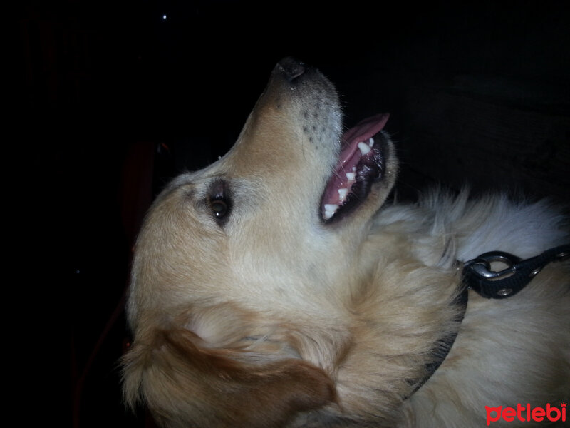 Golden Retriever, Köpek  Tony  fotoğrafı