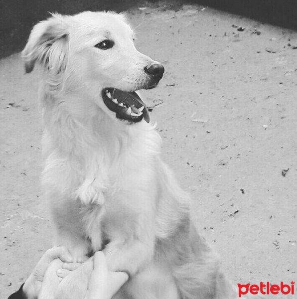 Golden Retriever, Köpek  Tony  fotoğrafı