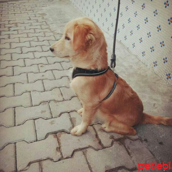 Golden Retriever, Köpek  Tony  fotoğrafı