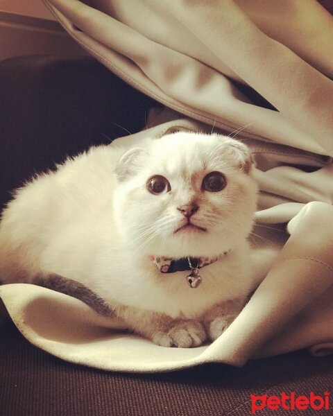 Scottish Fold, Kedi  İz fotoğrafı