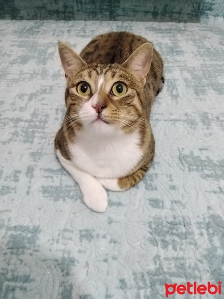 Tekir Kedi, Kedi  Bal fotoğrafı
