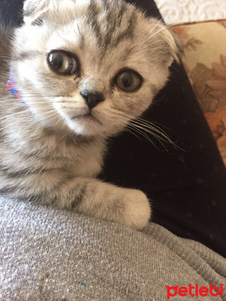 Scottish Fold, Kedi  Misisipi fotoğrafı