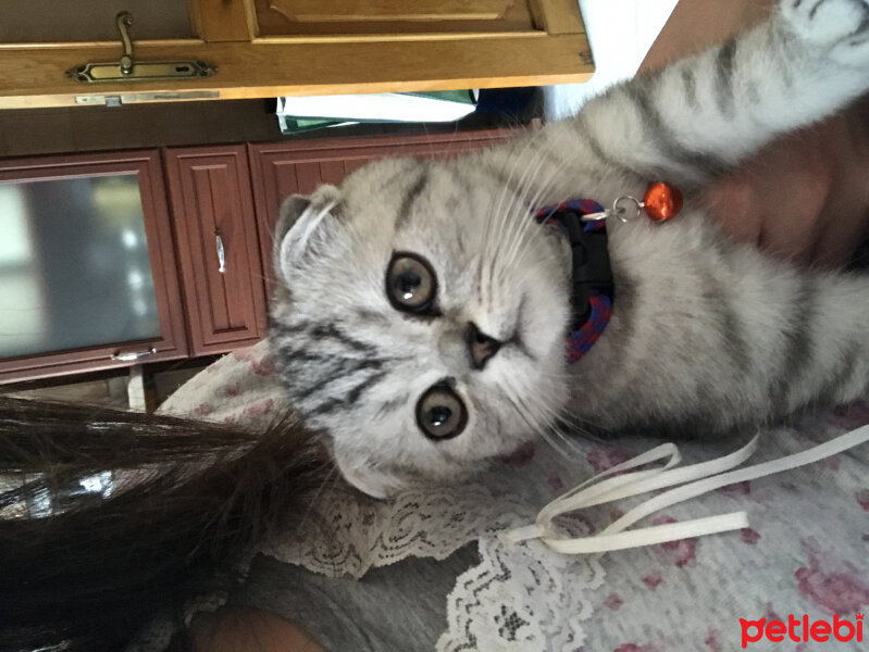 Scottish Fold, Kedi  Misisipi fotoğrafı