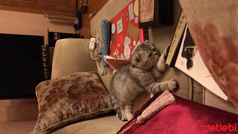 Scottish Fold, Kedi  Misisipi fotoğrafı