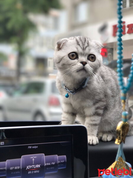 Scottish Fold, Kedi  Misisipi fotoğrafı