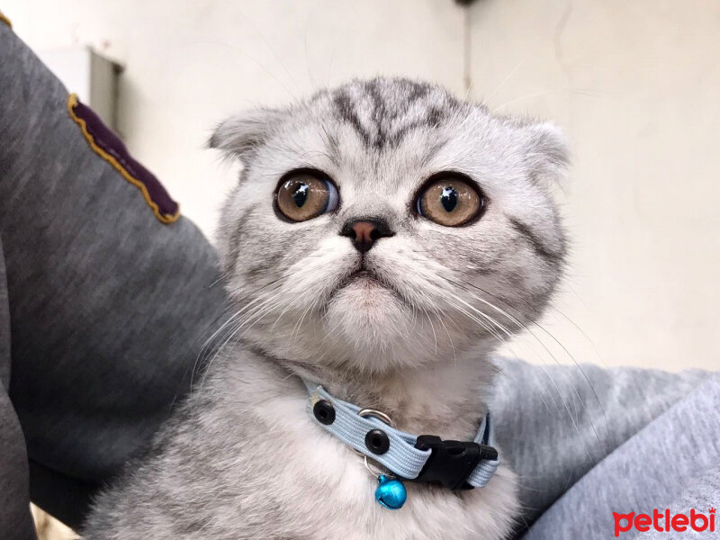 Scottish Fold, Kedi  Misisipi fotoğrafı