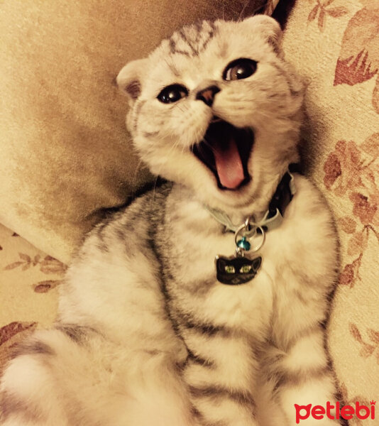 Scottish Fold, Kedi  Misisipi fotoğrafı