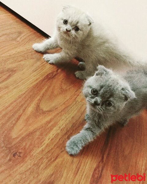 Scottish Fold, Kedi  Misisipi fotoğrafı