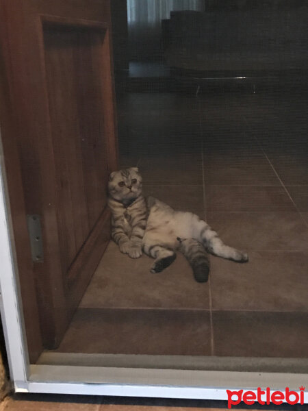 Scottish Fold, Kedi  Misisipi fotoğrafı