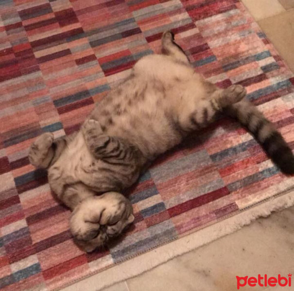 Scottish Fold, Kedi  Misisipi fotoğrafı