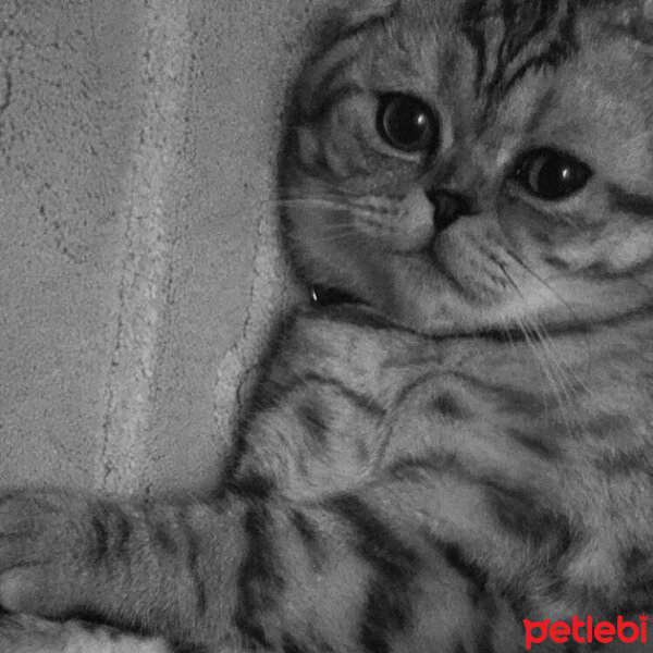 Scottish Fold, Kedi  Misisipi fotoğrafı