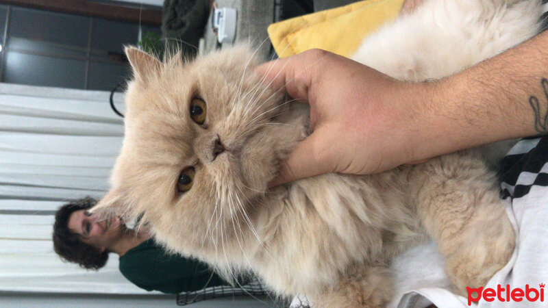 Scottish Fold, Kedi  Misisipi fotoğrafı