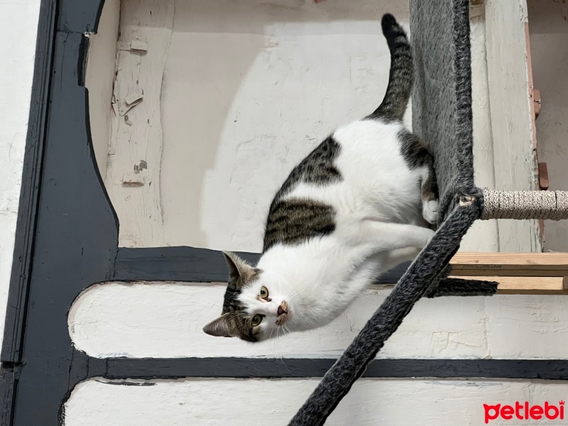 Tekir Kedi, Kedi  Mia fotoğrafı